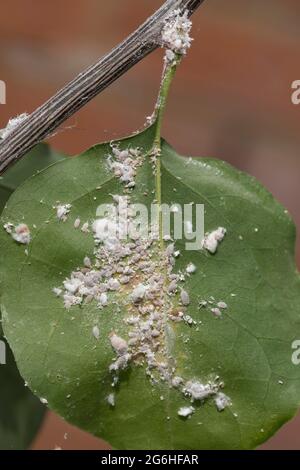 Infestazione di Citrus mealybug (Planococcus citri) sulle foglie e sul fusto di una pianta di bougainvillea coltivata su un conservatorio, Berkshire, aprile Foto Stock