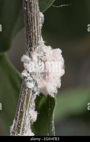 Infestazione di Citrus mealybug (Planococcus citri) sulle foglie e sul fusto di una pianta di bougainvillea coltivata su un conservatorio, Berkshire, aprile Foto Stock