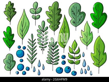 Raccolta di foglie verdi decorative. Elementi vettoriali per il progetto. Foglie di alberi, fiori, gocce di rugiada. Set di illustrazioni vettoriali nel disegno a mano Illustrazione Vettoriale