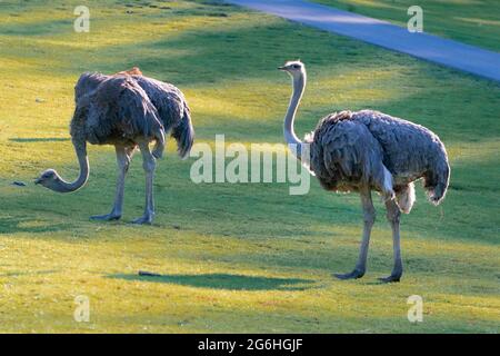 Due esemplari di struzzo comune, Struthio camelus, camminando su un'erba in una giornata di sole. Grande uccello senza luce con collo lungo e egs nativo a certo Foto Stock
