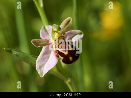 Una bella Bee Orchid, Ophrys apifera, crescendo in un prato NEL REGNO UNITO. Foto Stock