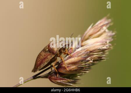 Un Tortoise Bug, Eurygaster (cf) testudinaria, su semi d'erba in un prato. Foto Stock