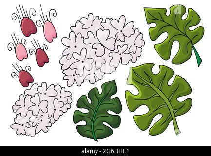 Buldenezh. Monstera. Fiori di viburnum e foglie di monstera. Un set di elementi floreali per la tua creatività. Fiori bianchi in stile disegno a mano Illustrazione Vettoriale