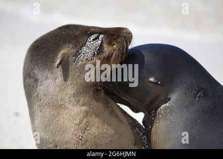 Ritratto di due foche di pelliccia di Galapagos (Arctocephalus galapagoensis) che baciano le isole Galapagos, Ecuador. Foto Stock