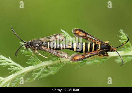 Una rara coppia di due coppie di due coppie di due-cinture Clearwing Moth, Bembecia ichneumoniformis, che perching su una pianta. Foto Stock