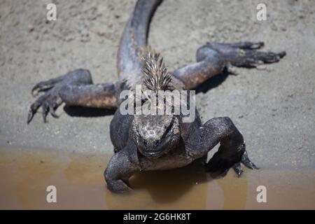 Primo piano sul ritratto di Marine Iguana (cristata di Amblyrhynchus) che strisciano nelle isole Galapagos, Ecuador. Foto Stock