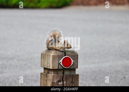 Scoiattolo grigio orientale seduto su un palo Foto Stock