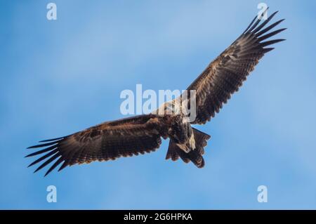 Un'aquila immatura con coda a cuneo in volo Foto Stock