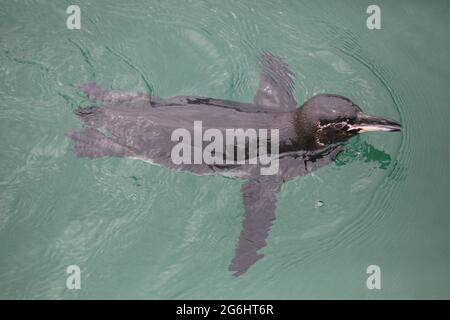 Galápagos Penguin (Speniscus mendiculus) nuoto in acqua Isole Galapagos, Ecuador. Foto Stock