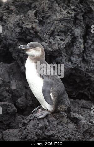 Ritratto di Galápagos Penguin (Speniscus mendiculus) in piedi in piedi sulle rocce laviche Isole Galapagos, Ecuador. Foto Stock