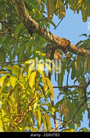 Owlet (Glaucidium brodiei brodiei) adulto arroccato nell'albero Kaeng Krachen NP, Thailandia Febbraio Foto Stock