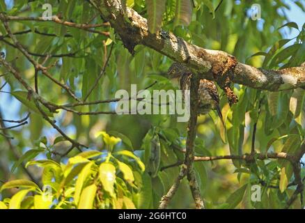 Owlet (Glaucidium brodiei brodiei) adulto arroccato su un albero che chiama Kaeng Krachen NP, Thailandia Febbraio Foto Stock