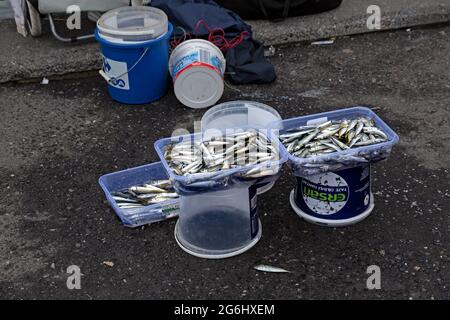 Piccoli pesci morti raccolti in secchi di plastica catturati dai pescatori dal Ponte di Galata a Eminonu - Istanbul, Turchia. Foto Stock