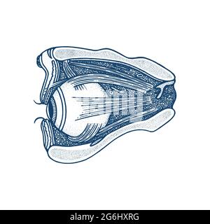 Anatomia dell'occhio illustrazione vettoriale disegnata a mano. Disegno vintage in stile incisione con sezione trasversale di occhi, muscoli e cranio. Parti interne dell'occhio umano. Illustrazione Vettoriale