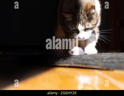 Un tabby con gatto bianco stalks un mouse giocattolo mentre metà in ombra Foto Stock