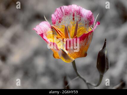 Un giglio mariposa (calochortus) con sfondo bianco e nero Foto Stock