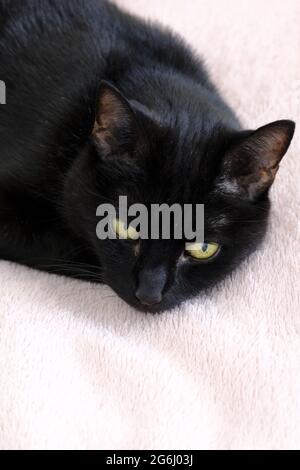 Single femmina adulto gatto nero (Felis catus) sdraiato su coperta rosa pallido Foto Stock