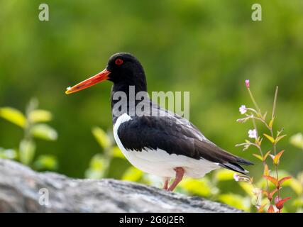 Oystercatcher (Haematopus ostralegus) arroccato su un muro a Golspie, Sutherland, Scozia. Foto Stock