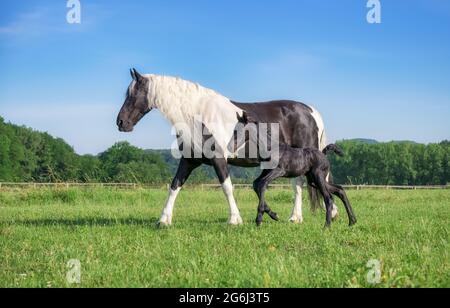 Carino giovane nemico, di tre giorni, che corre accanto alla sua diga, warmblood cavallo di tipo barocco, barock pinto, in un prato verde erba con cielo blu Foto Stock