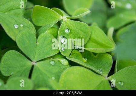 Tre trifogli di lievito o shamrock.Close-up immagine di gocce di pioggia su tre trifogli di foglie. Macro immagine verde trifoglio con gocce di rugiada su petals.Concept. Foto Stock