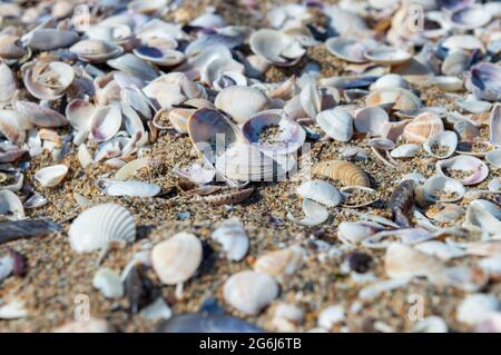 Lots of colorful seashells on the sand at the beach. Beach covered with mystic shells. amazing seashell wallpaper. Foto Stock