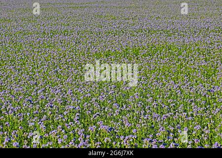 Fiori di prato per la collezione di miele da api, piante di miele blu Foto Stock