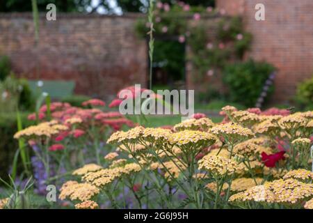 Colorati fiori di achillea, fotografati a metà estate nello storico giardino murato dell'Eastcote House Gardens, Hillingdon, Londra UK Foto Stock