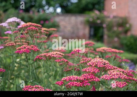 Colorati fiori di achillea, fotografati a metà estate nello storico giardino murato dell'Eastcote House Gardens, Hillingdon, Londra UK Foto Stock