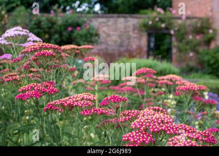 Colorati fiori di achillea, fotografati a metà estate nello storico giardino murato dell'Eastcote House Gardens, Hillingdon, Londra UK Foto Stock