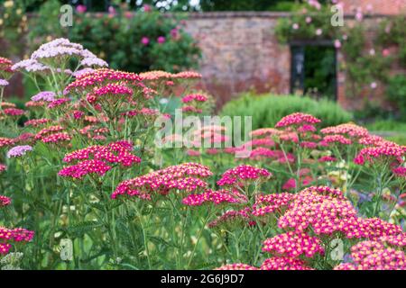 Colorati fiori di achillea, fotografati a metà estate nello storico giardino murato dell'Eastcote House Gardens, Hillingdon, Londra UK Foto Stock