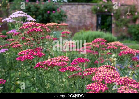 Colorati fiori di achillea, fotografati a metà estate nello storico giardino murato dell'Eastcote House Gardens, Hillingdon, Londra UK Foto Stock