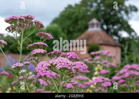 Colorati fiori di achillea, fotografati a metà estate nello storico giardino murato dell'Eastcote House Gardens, Hillingdon, Londra UK Foto Stock