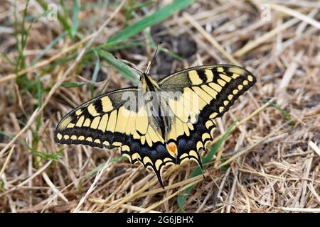 Farfalla nera e gialla a coda di rondine su erba secca Foto Stock