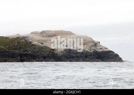 Grassholm Island, Galles, al largo della costa di Pembrokeshire, un'isola disabitata con una grande colonia di Gannet, Morus faganus, che copre gran parte di esso; Galles UK Foto Stock