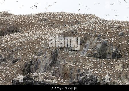 Grassholm Island, Galles, al largo della costa di Pembrokeshire, un'isola disabitata con una grande colonia di Gannet, Morus faganus, che copre gran parte di esso; Galles UK Foto Stock