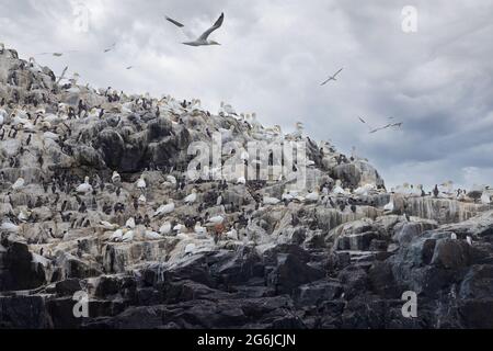 Grassholm Island, Galles, al largo della costa di Pembrokeshire, un'isola disabitata con una grande colonia di Gannet, Morus faganus, che copre gran parte di esso; Galles UK Foto Stock