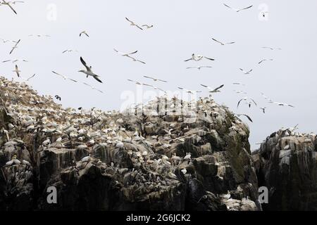 Grassholm Island, Galles, al largo della costa di Pembrokeshire, un'isola disabitata con una grande colonia di Gannet, Morus faganus, che copre gran parte di esso; Galles UK Foto Stock