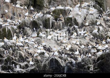 Grassholm Island, Galles, al largo della costa di Pembrokeshire, un'isola disabitata con una grande colonia di Gannet, Morus faganus, che copre gran parte di esso; Galles UK Foto Stock