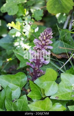 La Ivy Broompra, Orobanche hederae, una pianta parassitaria che cresce sul suo ospite, Ivy, nel Regno Unito Foto Stock