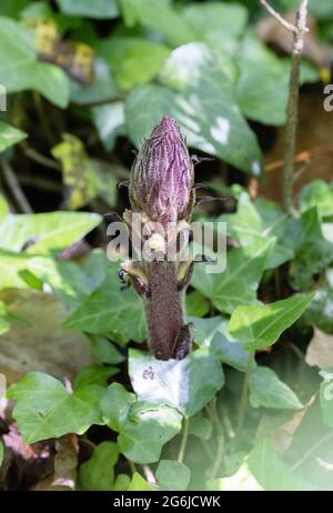 La Ivy Broompra, Orobanche hederae, una pianta parassitaria che cresce sul suo ospite, Ivy, nel Regno Unito Foto Stock