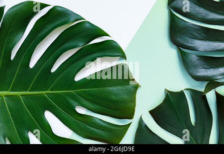 Foglia verde tropicale di palma su sfondo verde rosa. Monstera foglie mock-up, modello. Sfondo moda estate. Foto Stock