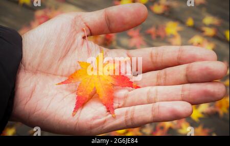 Una foglia d'autunno rossa e gialla di un acero giapponese tenuto nel palmo di una mano. Uno sfondo di foglie autunnali cadute su una piattaforma di legno. Foto Stock