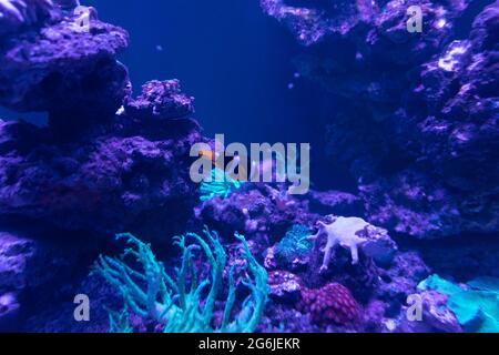 pesci tropicali marini nelle acque blu delle barriere coralline Foto Stock