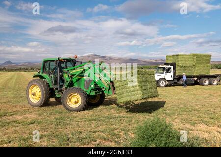 San Acacia, New Mexico - balle di erba medica sono accatastate in una fattoria vicino al Rio Grande. L'azienda si basa sull'acqua del fiume per l'irrigazione, ma il suo q Foto Stock