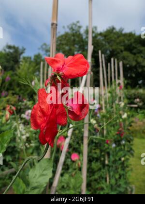 Pisello dolce "Red Ensign" Foto Stock