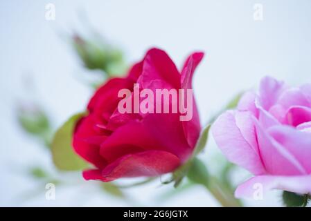 Una rosa rossa e una rosa dal giardino svedese su uno sfondo chiaro Foto Stock