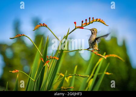 Il colibrì di Anna, che si nutrisce dei fiori di Crocosmia, alias montbretia Foto Stock