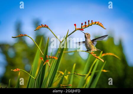Il colibrì di Anna, che si nutrisce dei fiori di Crocosmia, alias montbretia Foto Stock
