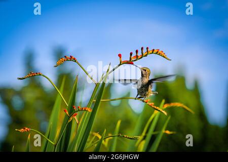 Il colibrì di Anna, che si nutrisce dei fiori di Crocosmia, alias montbretia Foto Stock