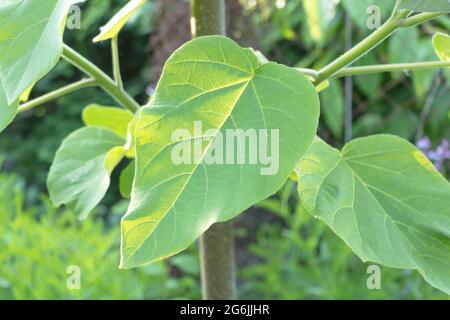 Paulownia albero di Tomentosa con nuove foglie fresche in primavera. Foto Stock